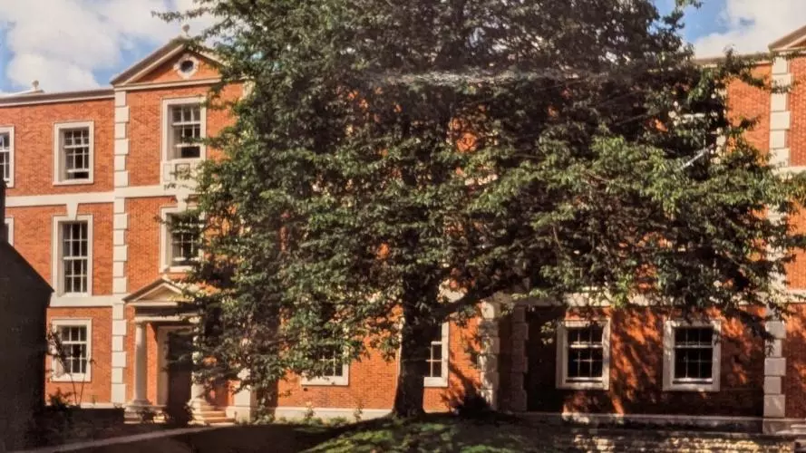 Cherry tree in Tate Quad with backdrop of buildings